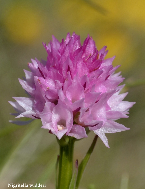 Monte Velino e Monti della Duchessa, le orchidee e la Natura  2024.